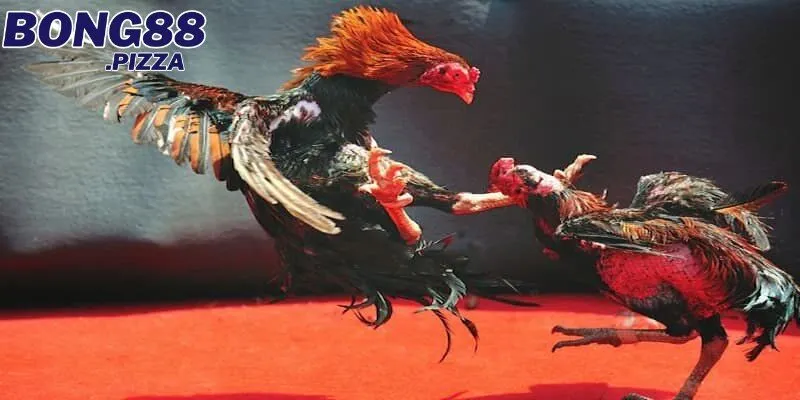 Hướng dẫn cược đá gà mạng dễ hiểu cho người chơi