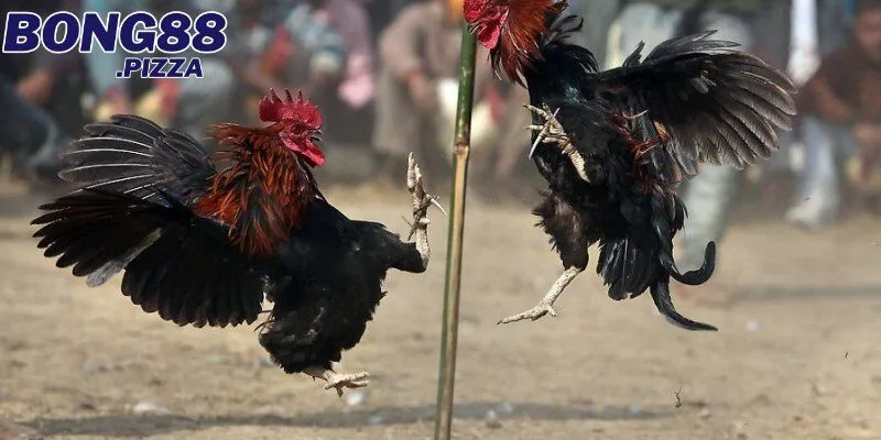 Mách bạn vài lưu ý quan trọng khi cá cược đá gà mạng