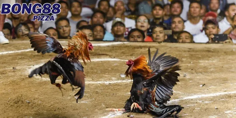 Mẹo chơi đá gà mạng giúp bạn luôn thắng lớn